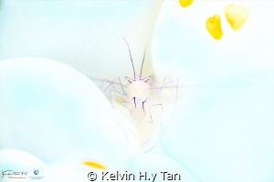 Anemone shrimp by Kelvin H.y Tan 
